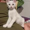 Azur ein verspielter kleiner Kater