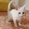 Azur ein verspielter kleiner Kater