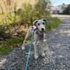 Pollux sucht ein liebevolles Zuhause