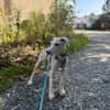 Pollux sucht ein liebevolles Zuhause