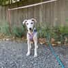 Pollux sucht ein liebevolles Zuhause