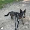 Bruno, ein Traum in schwarz