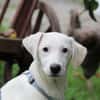 Biba sucht ein neues Zuhause