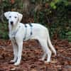 Biba sucht ein neues Zuhause