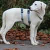 Biba sucht ein neues Zuhause