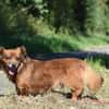 Ricki sucht Zuhause oder Pflegestelle