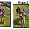 GURDIL