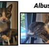 ALBUS