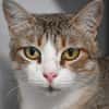 Minouche "En cours d'adoption"