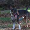 Filou