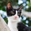 JAZZ - freundlicher und lieber Katzenbub