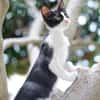 JAZZ - freundlicher und lieber Katzenbub