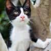 JAZZ - freundlicher und lieber Katzenbub