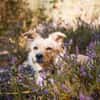 Gnocchi sucht eine aktive Familie