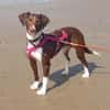 Tayla1 sucht ein Zuhause