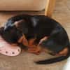 Byron 5 Monate lieber Dackelmix