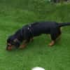 Byron 5 Monate lieber Dackelmix