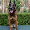 Polizei Diensthündin in Rente