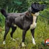 Goldstück Tobi - sucht ein Zuhause
