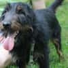 Speedy, su. aktive Besitzer