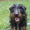 Speedy, su. aktive Besitzer