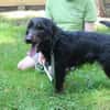 Speedy, su. aktive Besitzer