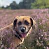Herzenshund Maria sucht dich!