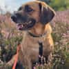 Herzenshund Maria sucht dich!