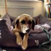 Herzenshund Maria sucht dich!