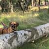 Herzenshund Maria sucht dich!