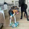 Sonnenschein Leonie - Zuhause gesucht