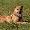 Mateo sucht Zuhause