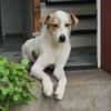 Schmusefreund IVO sucht sein Traumzuhaus