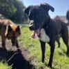 Aktiver Hund sucht seine Menschen