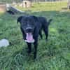Aktiver Hund sucht seine Menschen