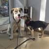 Flori - sucht sein Perfect Match