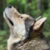 Bildhübscher Husky Rüde - Wicky