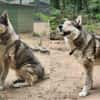 Bildhübscher Husky Rüde - Wicky