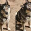 Bildhübscher Husky Rüde - Wicky