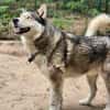 Bildhübscher Husky Rüde - Wicky