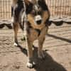 Bildhübscher Husky Rüde - Wicky