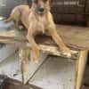 Junghund Dzesi sucht Zuhause