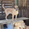 Junghund Dzesi sucht Zuhause
