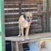 Junghund Dzesi sucht Zuhause
