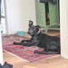 Melody braucht Ruhe