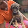 Maddie - das Welpenmädchen aus dem Müll