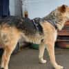 Griffin wartet in seiner Pflegestelle