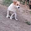 Levi, ein neuer Start, ein neues Glück