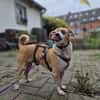 Ozzy sucht sein Zuhause