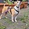 Ozzy sucht sein Zuhause
